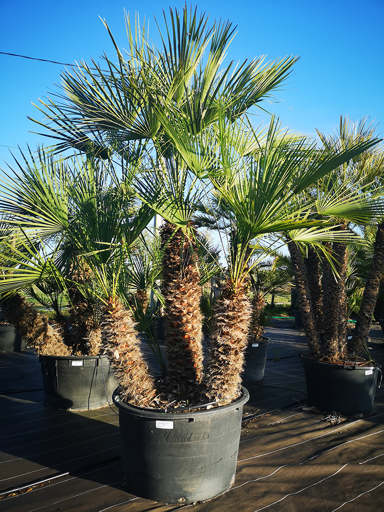 Palmier Trachycarpus Fortunei – Plante Île-de-France